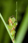 Fibrousroot sedge